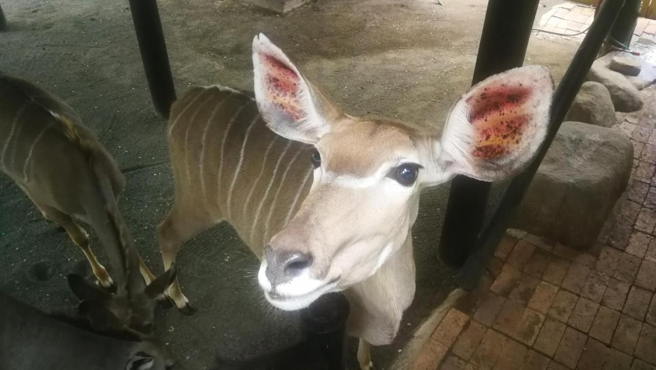 Apartament Kruger Kumba - Lahlekile Nathi Marloth Park Zewnętrze zdjęcie