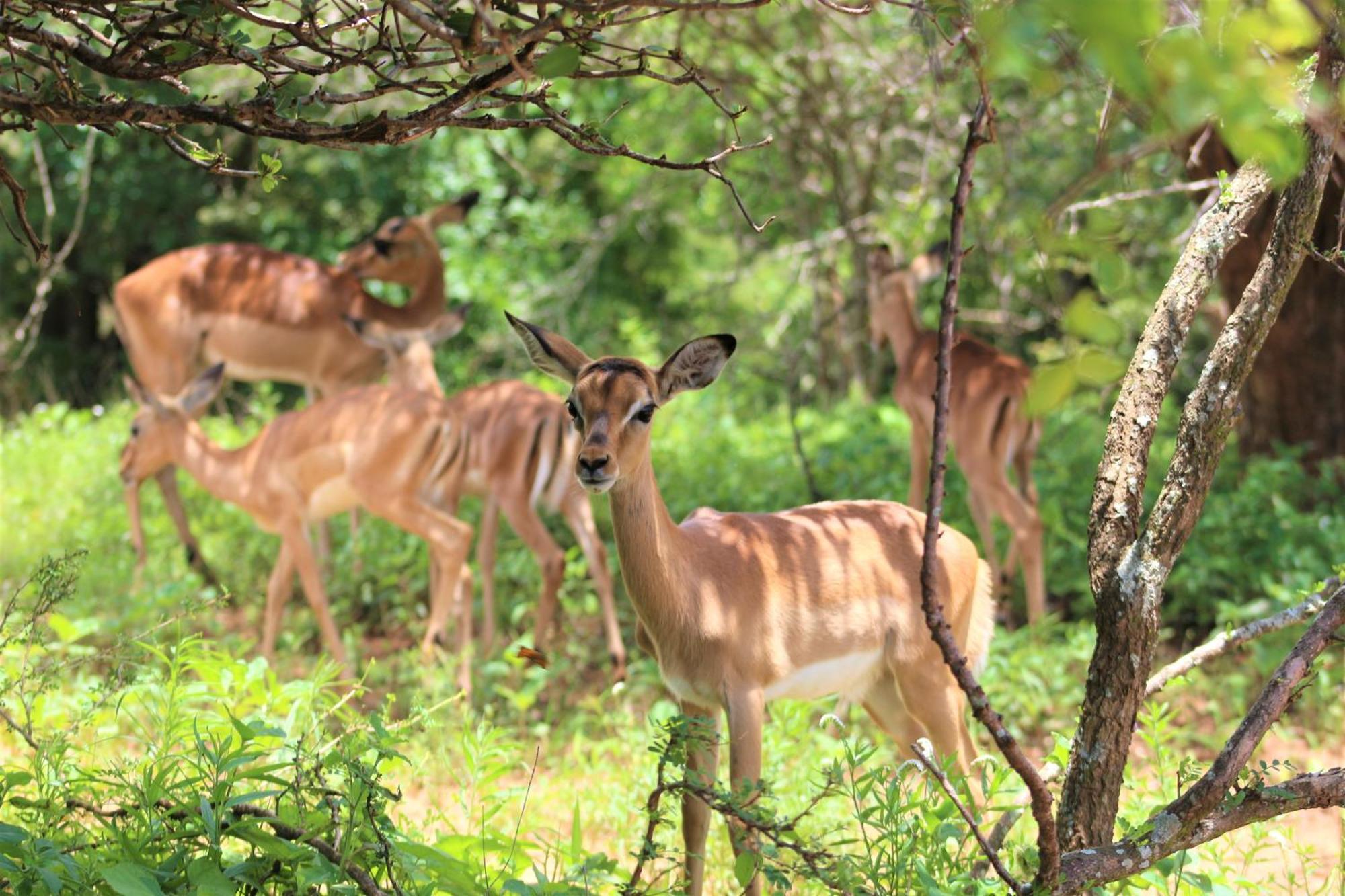 Apartament Kruger Kumba - Lahlekile Nathi Marloth Park Zewnętrze zdjęcie