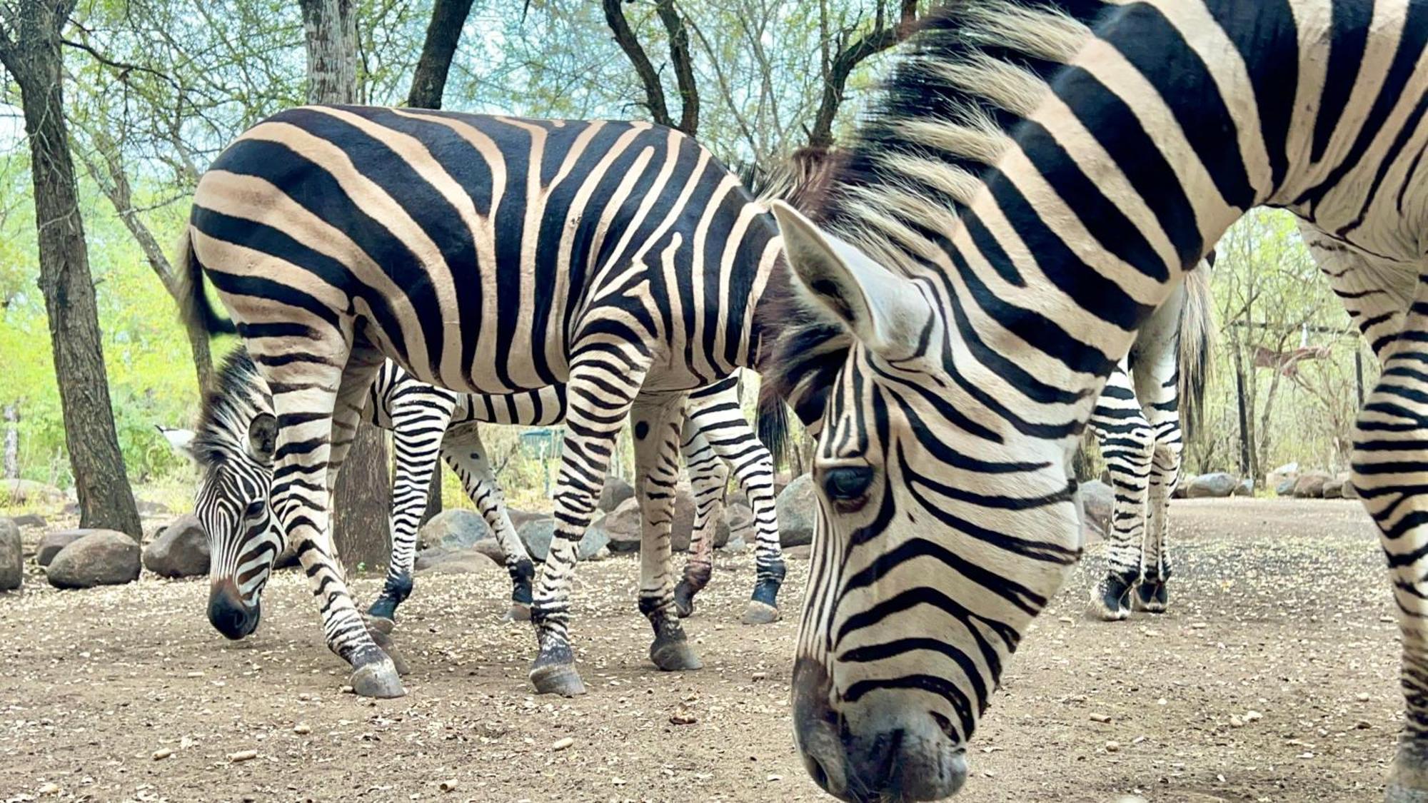 Apartament Kruger Kumba - Lahlekile Nathi Marloth Park Zewnętrze zdjęcie